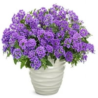 4-pakovanje, 4. u. Grande, Superbena® Imperial Plava, biljka uživo, plavo-ljubičasto cvijeće