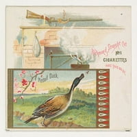 Pintail Duck, iz serije Game Birds za otisak postera Allen & Ginter cigareta